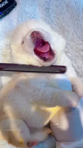 Cute Puppy #dog #viral #cutedog #puppy 