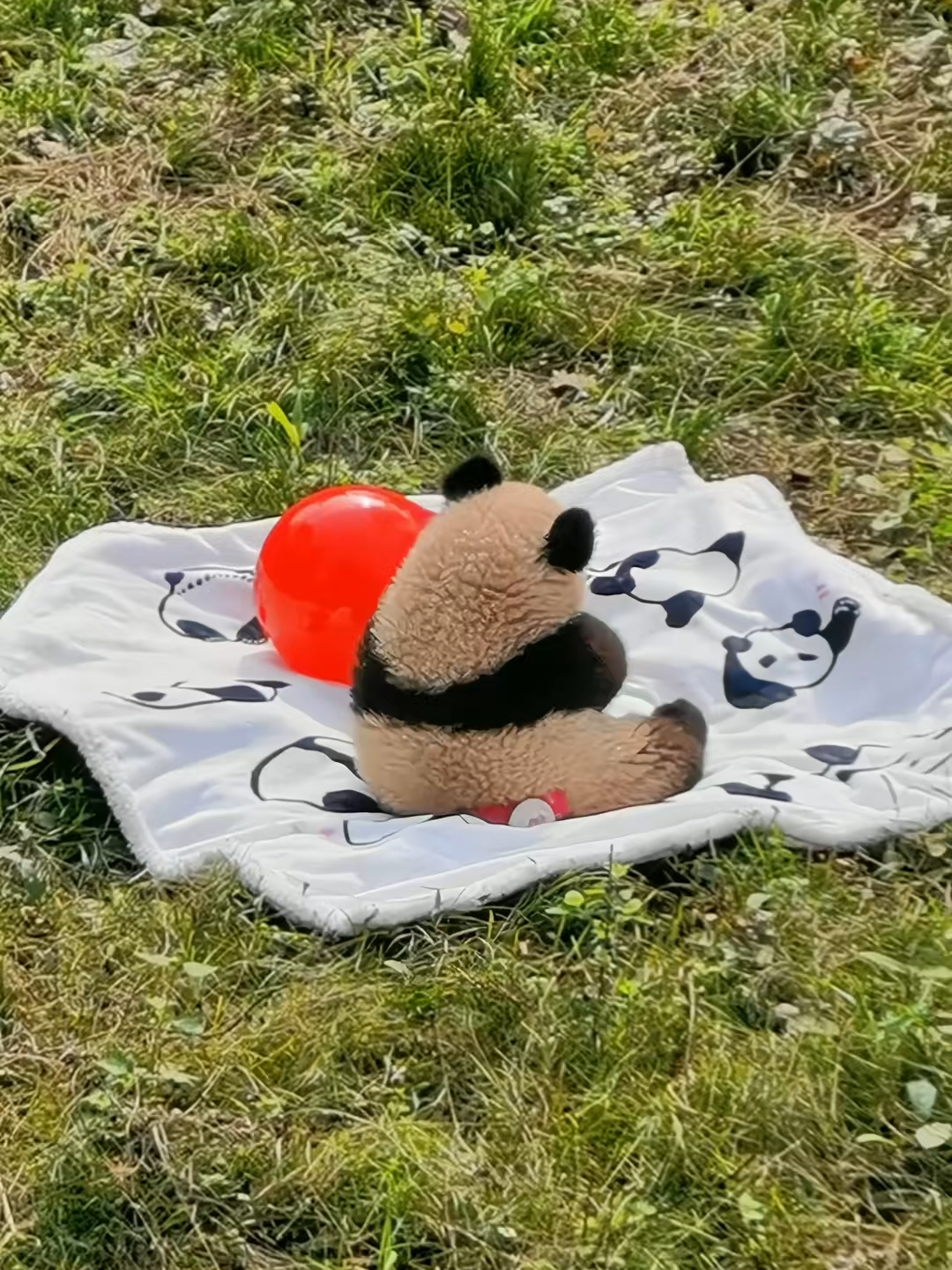 摇粒绒的小五呀莽小五.曾经粉粉糯糯的P小孩如今变成了皮得不得#pandasakha #可爱到爆炸 #cute #大熊猫莽仔和莽小五