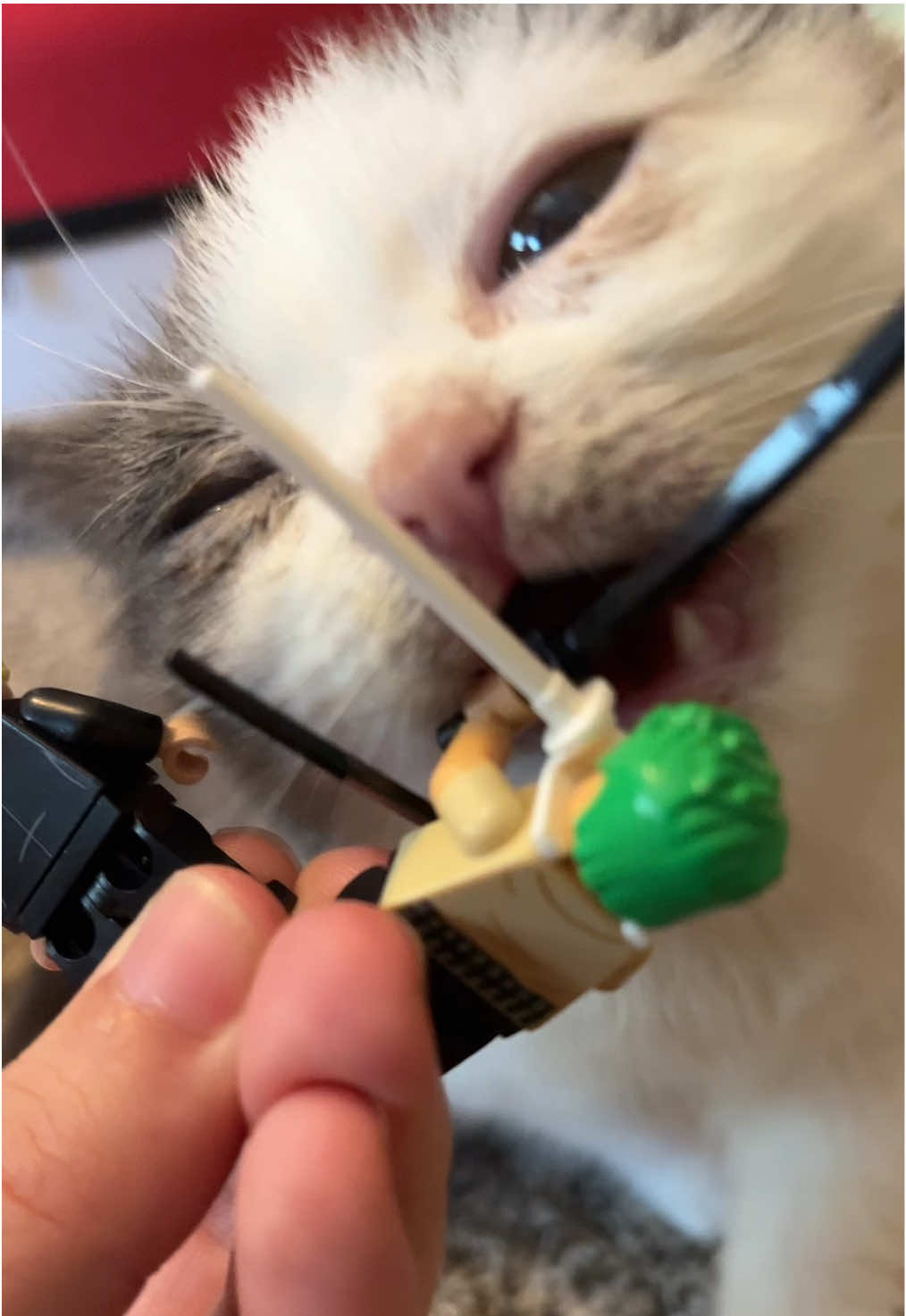 Weekends are for one piece and relaxation, pls enjoy Kermit just vibing as I built this set lol, and his choice of sraw hat was in fact Zoro lol. it is ALSO such an awesome set~~~ @LEGO @One Piece Netflix can’t wait to get all of them  #kermieworm #onepiece #catsoftiktok #dwarfcat