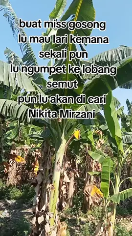 mau ngumpet ke mana lu #Nikitamirzaniviral  #fyppppppppppppppppppppppp 