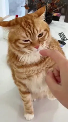 so funny!!!#cats #cute #funnycat #funny #funnyvideos