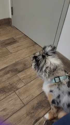 Trip to the Vet. Sophie's 1 year check up and Peanut getting her nails trimmed.  #australianshepardsoftiktok #greatdanesoftiktok #furbaby #dogmoms #dogmomsoftiktok 