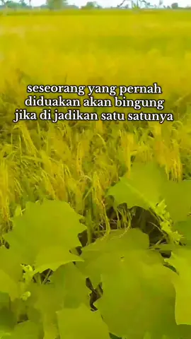 fyp Beranda buhan km