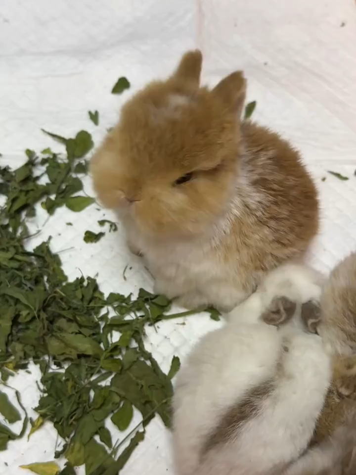 20 days #rabbit #bunnytok #bunny #rabbits