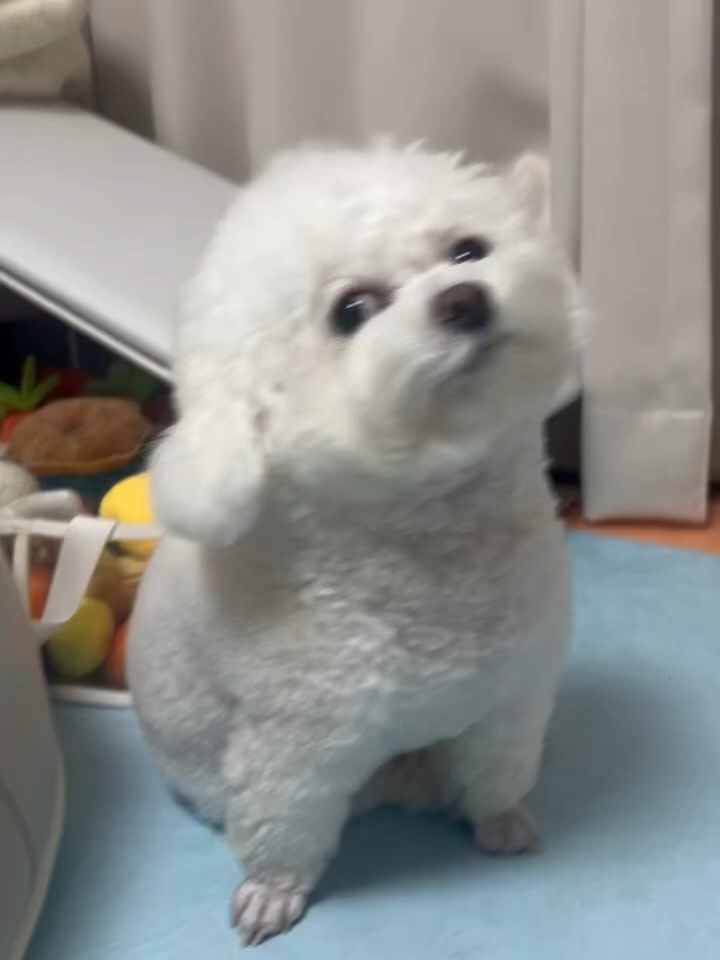 온몸으로 빗질거부중인 개 ㅋㅋㅋㅋ