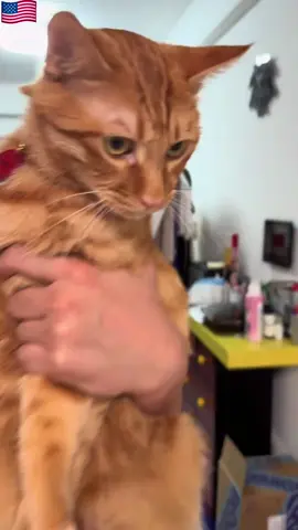 funny kitten meows#funnycats #funnyanimals #petvideos #cat #catsoftiktok #fyp #usa #longervideos#foryou 