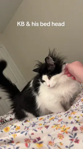 I am deceased #boycat #straytostay #kittybaby #perfectpet #loveofmylife 