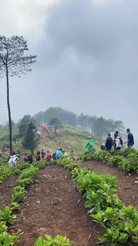 Keluh kesah nya pasti adaa. #gunungluhursukamakmur #gunungluhur #gunungluhur1750mdpl #sukamakmur_jonggoll #fyp 