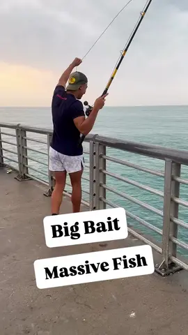 15 Pound Bait Means Massive Fish for @funky_fishin !! Not many fish can take a full Jack crevalle in a single bite!! Goliath grouper can grow over 8 feet long and weigh more than 800 lbs. They are opportunistic ambush feeders—lurking around structure like piers, wrecks, reefs, and bridge pilings.  Jacks (including jack crevalle) are a natural prey item, especially juveniles or medium-sized ones, because they often school near the same structures where grouper live. #goliath #fishing #huge #nolimits 
