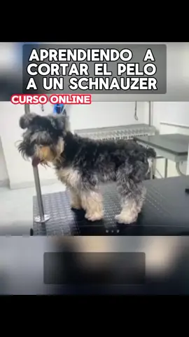 CORTE DE PELO A UN SCHNAUZER PASO A PASO PELUQUERÍA CANINA  #SCHNAUZER #peluqueríacanina #dueñosdemascotas #aprendepeluqueriacanina #peluqueríaparaperros 