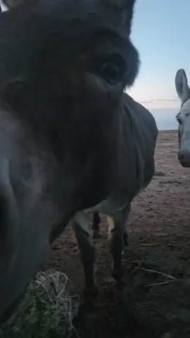 Donkeys love to whisper in your ear. 😂 #minidonkey #ranchlife #fyp #fypppp #justforyou