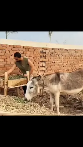 Guess Kren Yai kis Party Sy Hoga 😂😁  #babarazam #cricketlovers #pakistancricket #viral #dontunderreviewmyvideo 