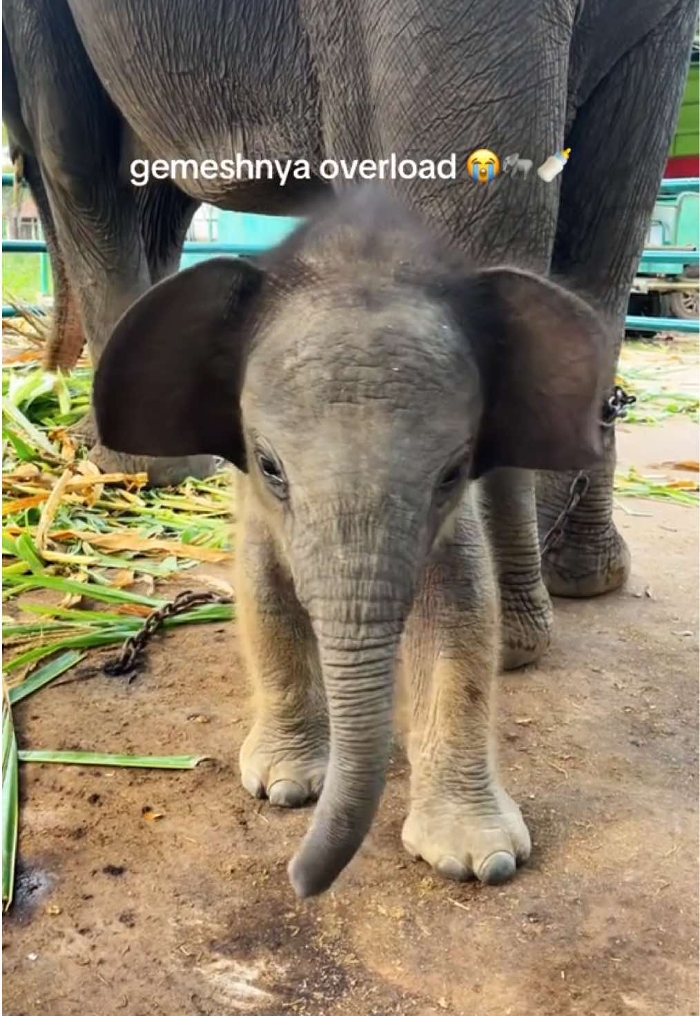 Jermey ngelirik dikit aja, aku: “yaampun gemesh banget”  #waykambas #babyelephant 