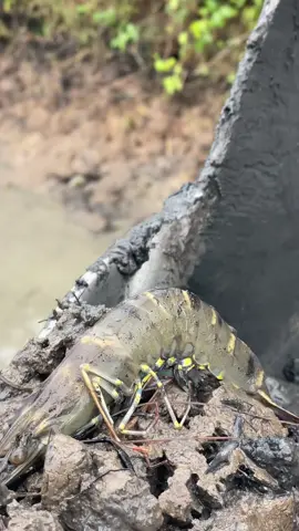 Đợi ông chủ dô bắt chứ quá khứ rồi🦞
