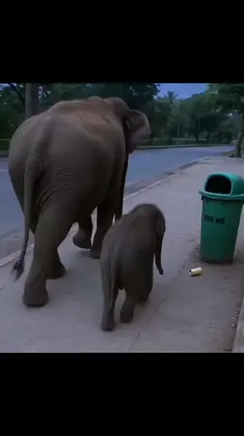 such a smart cutie!! DON'T LITTER!! 😉 #elephants #smartbabyelephant #toocute #dontlitter #animallover 