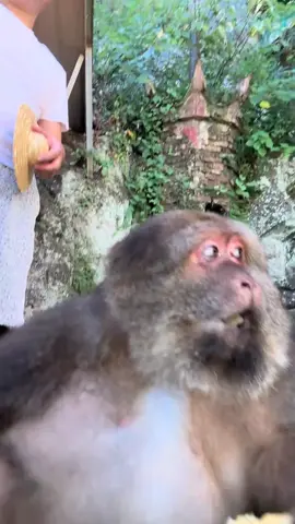 Give it a fishing rod for a more artistic conception #xingxing #monkey #animals #cute #lovely 