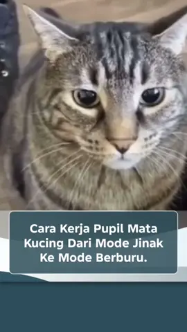 Pupil mata kucing bisa berubah bentuk karena menyesuaikan dengan jumlah cahaya yang masuk dan juga kondisi emosional atau situasional si kucing, misalnya pas sedang santai (jinak) atau pas sedang siap berburu. Pas cahaya terang atau pas kucing sedang rileks, pupilnya bakal menyempit jadi garis vertikal yang tipis banget. Tapi pas gelap atau pas kucing sedang siaga atau berburu, pupilnya bakal melebar membulat untuk nangkap cahaya sebanyak mungkin. Saat kucing berburu atau merasa terancam pupilnya membesar secara drastis, ini disebut dilatasi pupil. Ini bukan cuma karena gelap tapi juga karena reaksi dari sistem saraf simpatik (bagian dari respons 