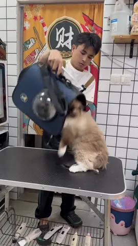 #petcat #cleaning #bath #foryou 