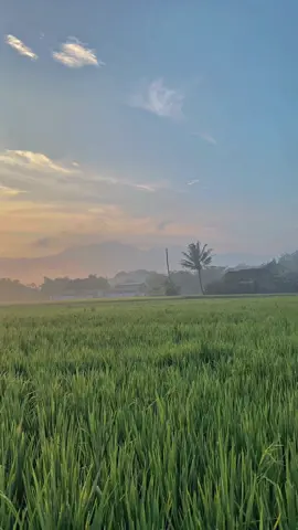 Pagi yg indah✨#pemandangan #sawahpedesaan #storywa #garut #fyp 