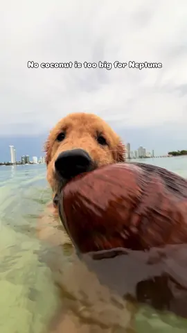 #fyp #viral #goldenretriever 