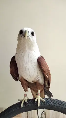 #Rere eagle brahminykite#