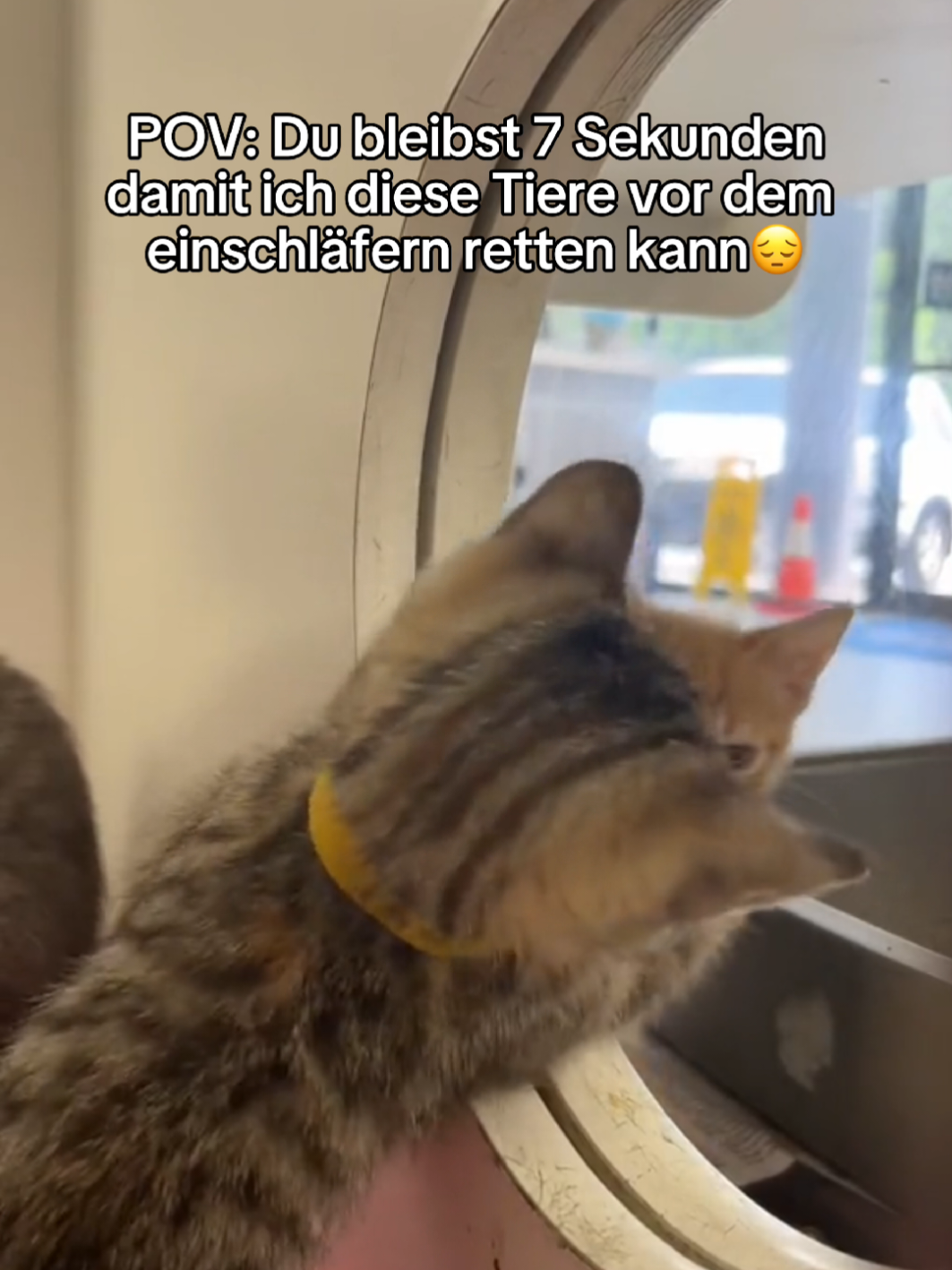 Jeder Follow unterstützt uns🐾❤️‍🩹#rettung #tierheim #hilfe #fyp 