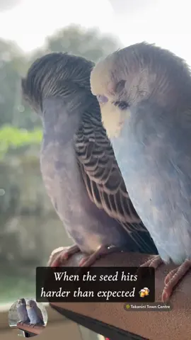Too many shots of seed-quila.” #budgie #budgielove #parrot #creatorsearchinsights 