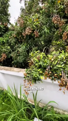 Kelengkeng masuk ke dalam pekarangan #pertanian #pertanian #tipsberkebun 