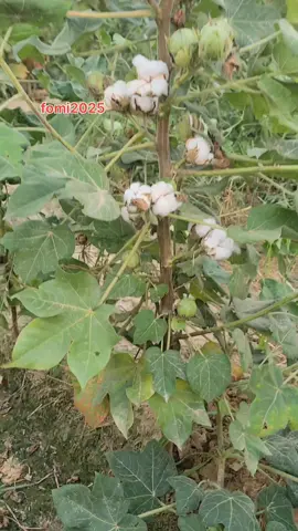 Cotton vairty fomi2025 #Hum_kissan_hamara_pakistan 