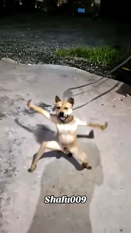 #粉丝一千万#dog#funny#foryou#fyp 