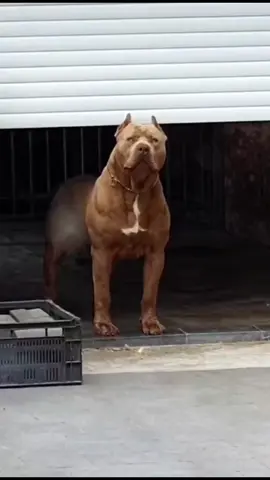 Pitbull vs rottweiler #dogsoftiktok #doglover #pitbull #rottweiler 