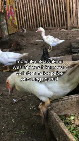 😇 #entogresing #peternakmuda #perternak #entogrambonhiasviral #entogrambon 