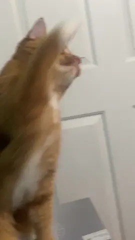 #cat #catsoftiktok 