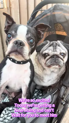 Then just like that… we’ll be a pack of three 🐶🐶💖 #NewDogWhoDis #D#DogTokN#NewPuppyD#DogsOfTikTokD#DogLifeF#FurBabiesP#PuppyLoveR#RescueDogA#AdoptDontShopP#PetSoftTikTokD#DogSiblingscutenessoverload 