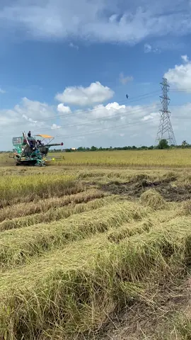 #เทรนด์มาแรงในวันนี้ ทีมงานเขียวเหนียวทรัพย์🌾🌾🌾🌾🌾ป๋านิตย์ไทยเจริญ🌾🌾🌾🌾บ้านหมี่🐵🐵🙈🙈🙉🙉🙉ลพบุรี