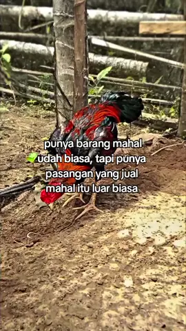 #fypシ #ayambangkoksuper #foryoupage #pertenakmuda #bangkokori 