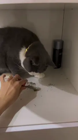 Mèo nghẹo thường sống tình cảm #bopbitmeowmeow #giadinhlinhbom 