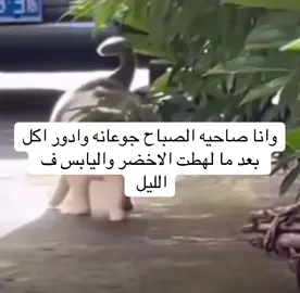#اكسبلورexplore_o #طقطقه_ضحك 