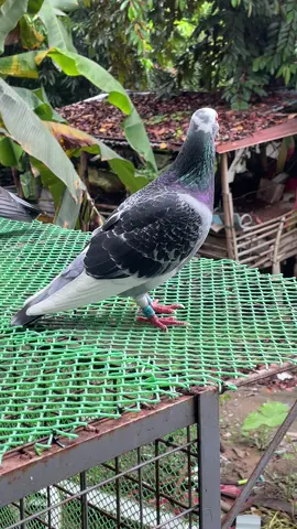 Janssen stress #kalapatids #racingpigeons 