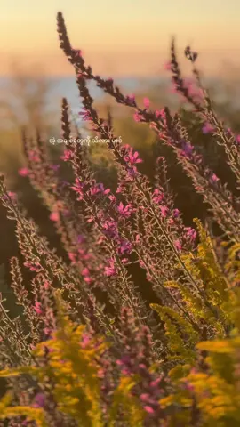 🖤🌸 #ariesimpermanence #nature #ariessoulimpermanence #nohate #thislove 
