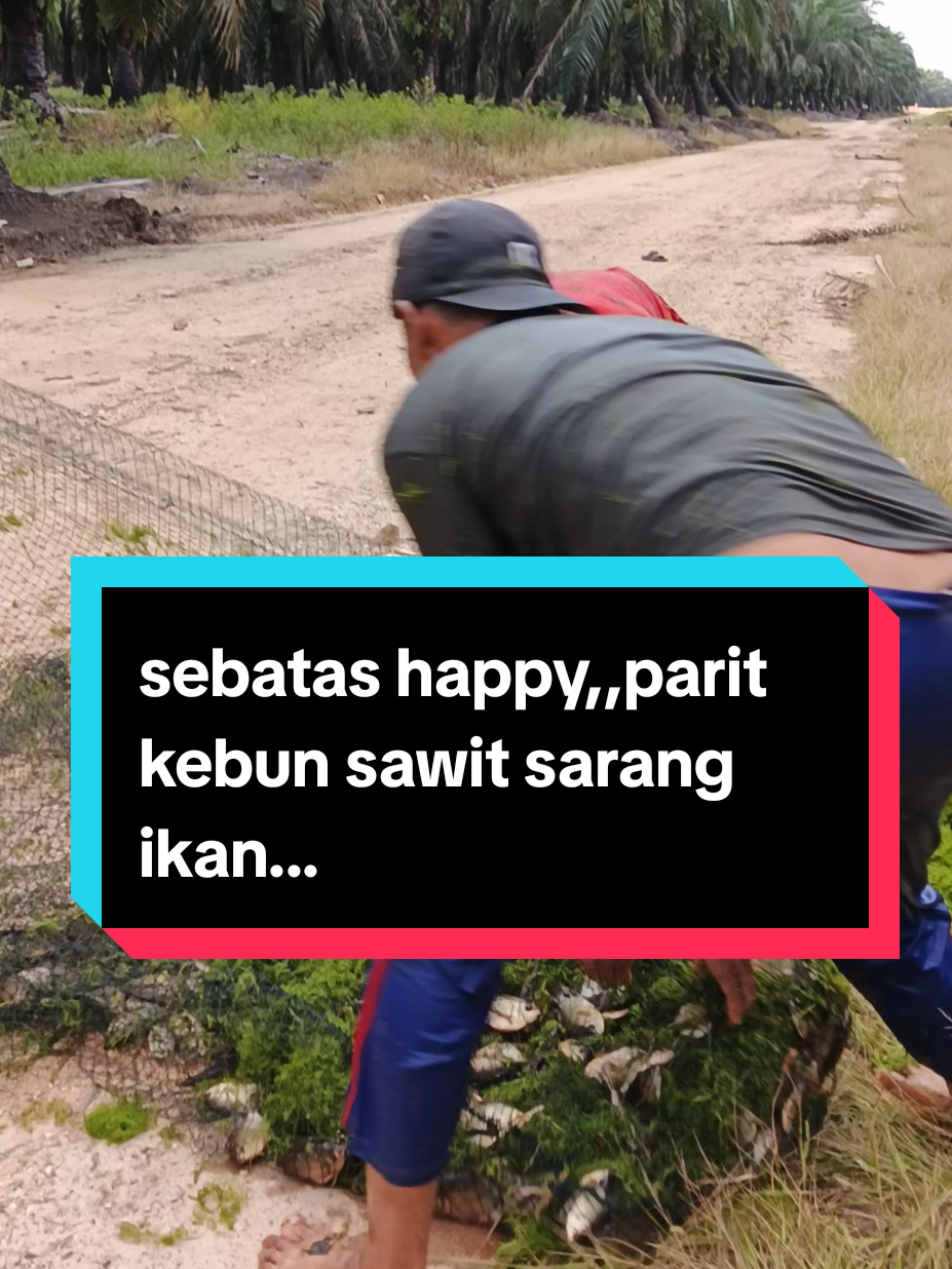 parit kebun sawit sarang ikan air tawar#rawa #ikan #paret #