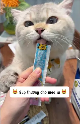 Súp thưởng tươi cho mèo yêu #supthuongchomeo #thucung #viral  @Happy.Pets  @Happy.Pets  @Happy.Pets 