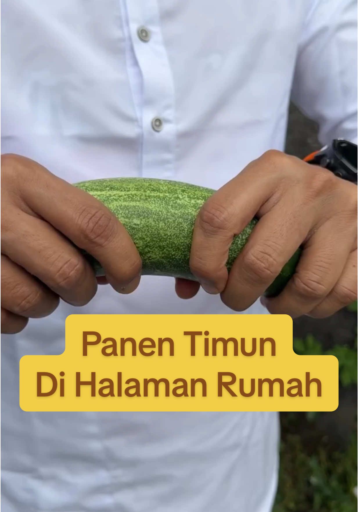 Petik timun langsung di cobain🤤… Beda rasanya kalau sayurnya dari kebun sendiri🌱 Dari halaman rumah itu lebih fresh, lebih sehat, lebih happy🥒 MasyaAllah, nikmat Allah nggak ada habisnya. #produktifdarirumah #berkebundilahansempit #berkebundirumah #masmufarm 