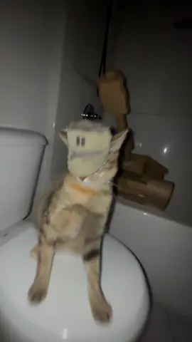 #catcore #catsoftiktok #😏😏😏 