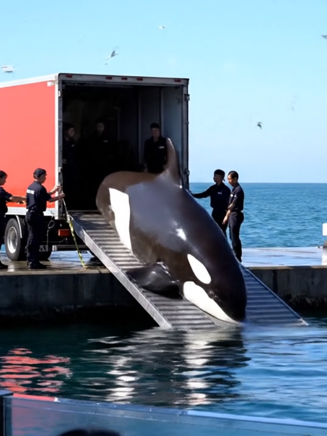 #jessicaredcliffeorca #trending #foryoupage #orcaincident #dolphinincident 