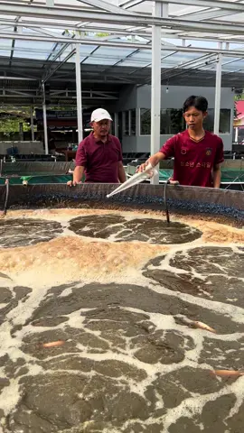 Cara merawat kualitas air pada sistem bioflok #bioflok #budidayaikannila #budidayaikan #bioflokindonesia #bioflokindonesiauntukindonesia @Farmloka @Bioflok Indonesia @BPBATSG JAMBI @Insyahallh bos muda✨ 