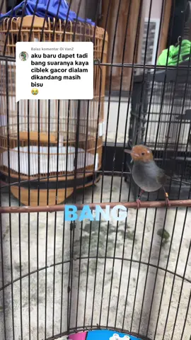 Membalas @Oi VanZ Burung Prenjak Kalau baru dapat perlu penyesuaian jadi gak bisa langsung gacor seperti dialam #prenjak  #prenjakgacor  #pakanprenjakbahan  #perawatanprenjak  #prenjakmania 