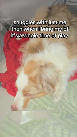Will is the fun, i’m the snuggle #fy #dogs #dogsitter #petsitter #foryoupage 