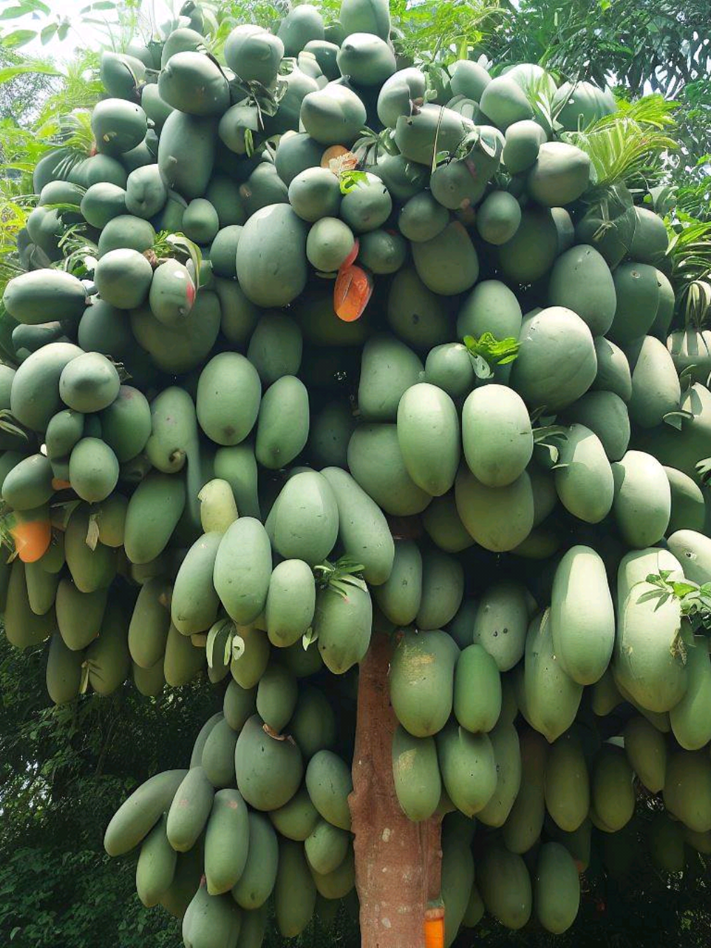 Best...!! Grafting Mango With Avocado Fruit Make Amazing Result #garden #grafting #fruit #foryou #avocado 