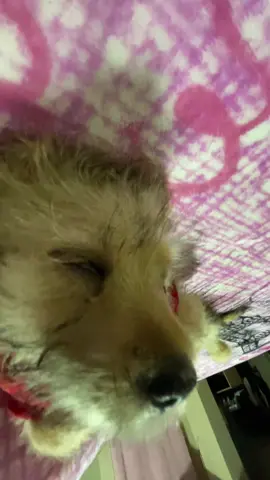 #viraltiktok #perritos 